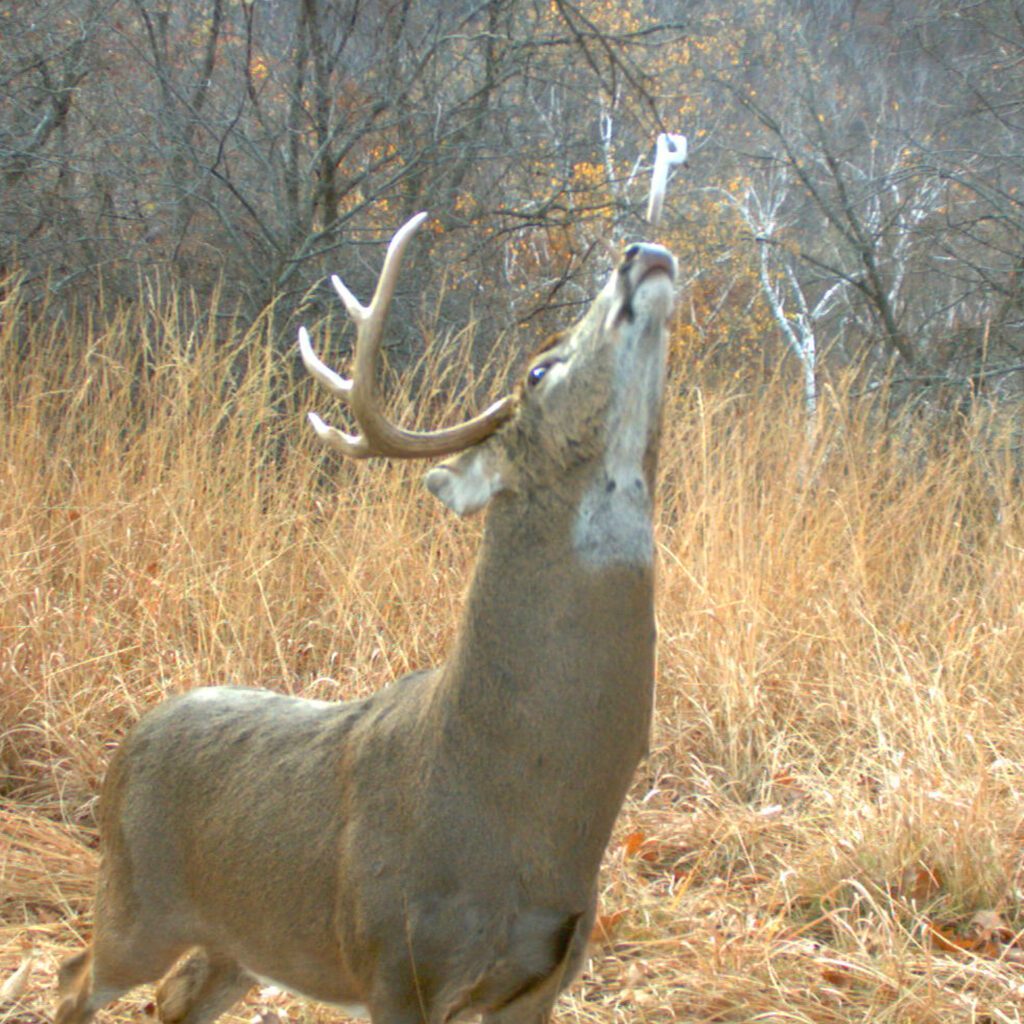 Wildlife Research Center Key-Wick