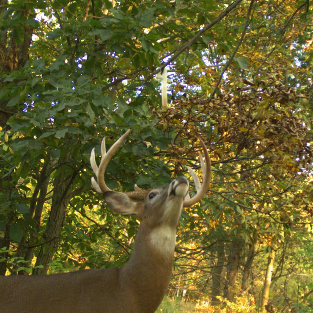 Wildlife Research Center Magnum Key-Wick