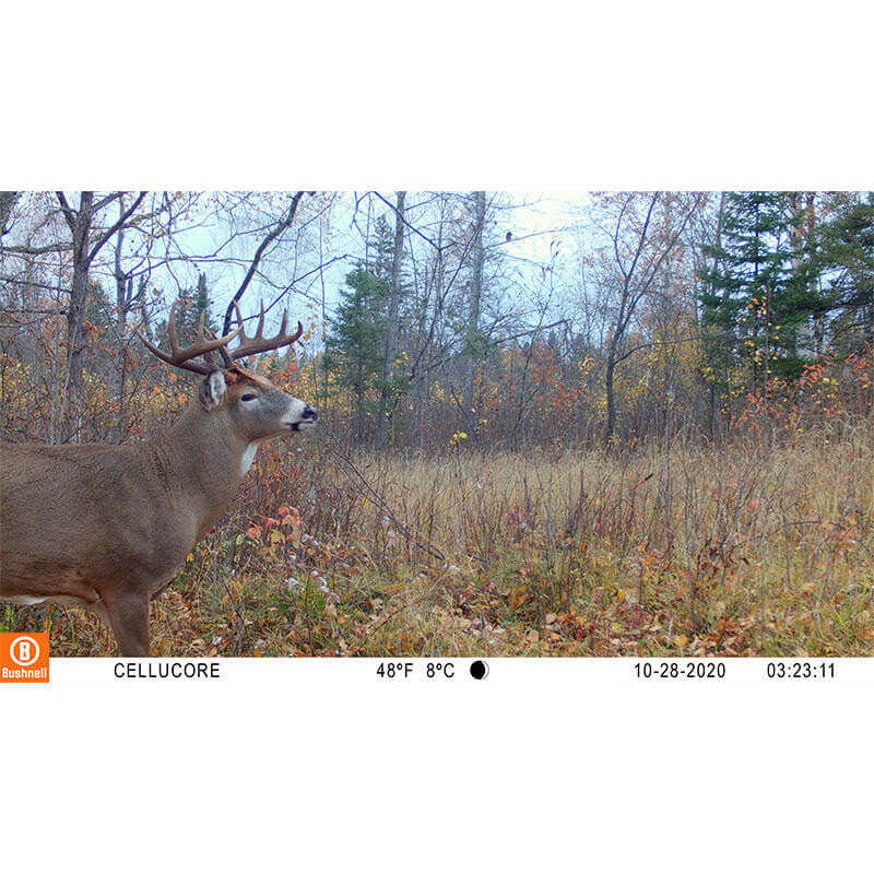 Bushnell CelluCORE 20 Cellular Trail Camera-Archery- Hunting, Target, Traditional-Jeff’s Specialty Sports