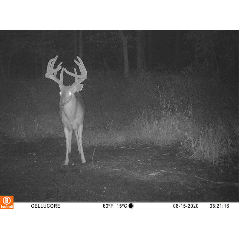Bushnell CelluCORE 20 Cellular Trail Camera-Archery- Hunting, Target, Traditional-Jeff’s Specialty Sports