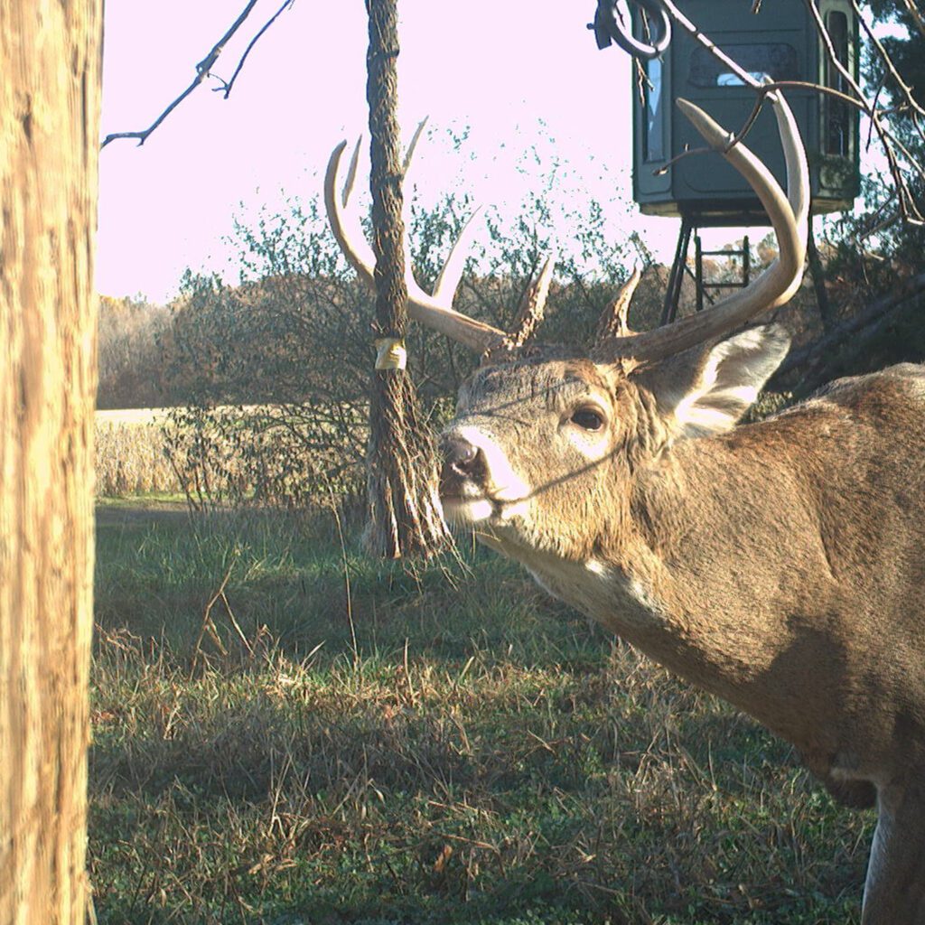 Wildlife Research Center Golden Rope Single Rope Kit