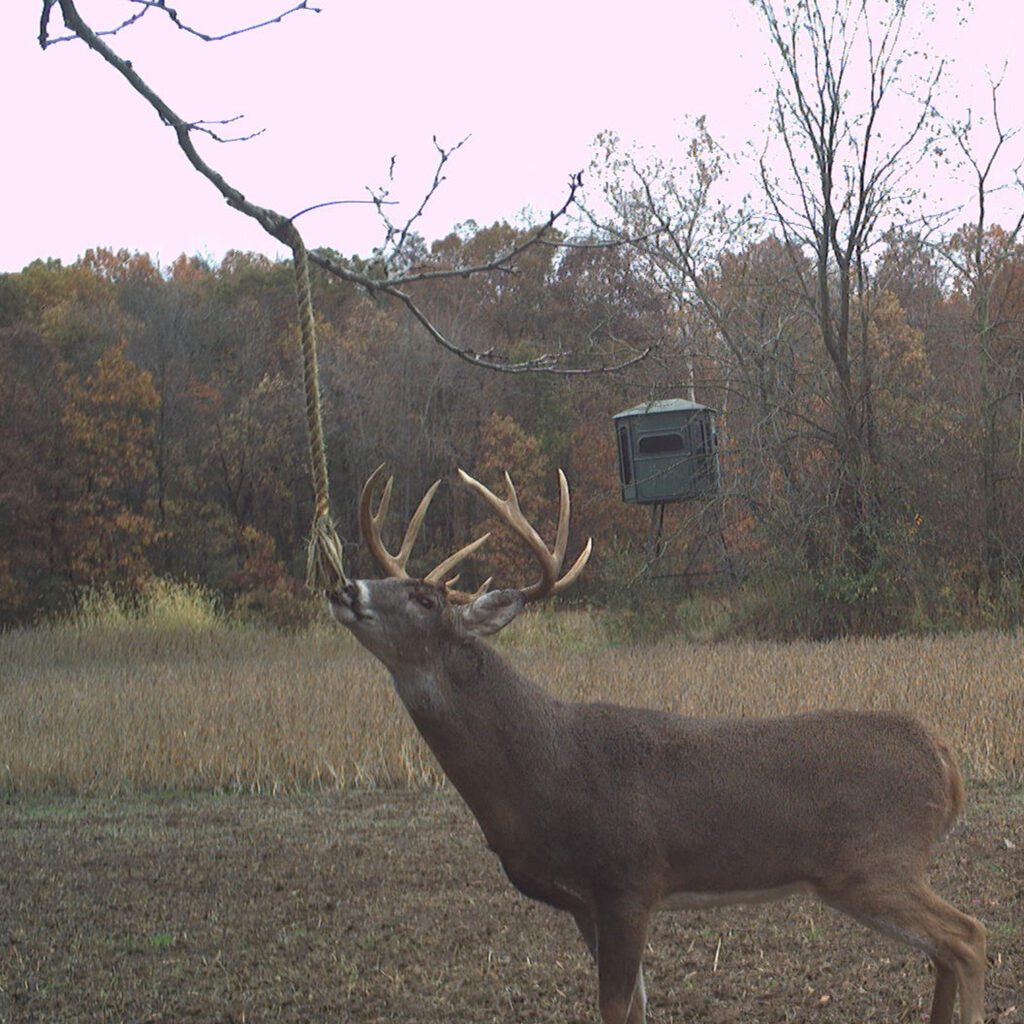 Wildlife Research Center Golden Rope Scent Concentrate