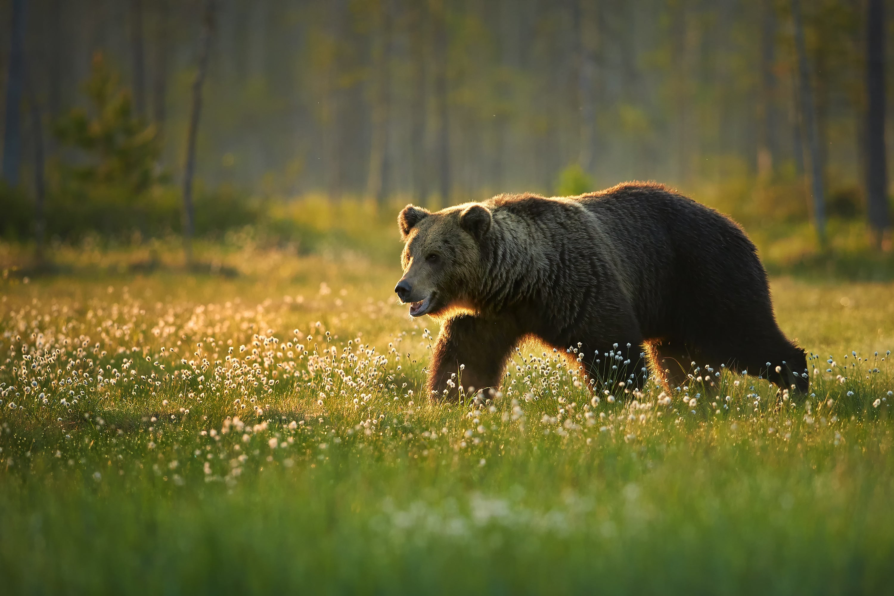 A brown bear strides through a vibrant grassy field, surrounded by nature. - Jeff's Specialty Sports