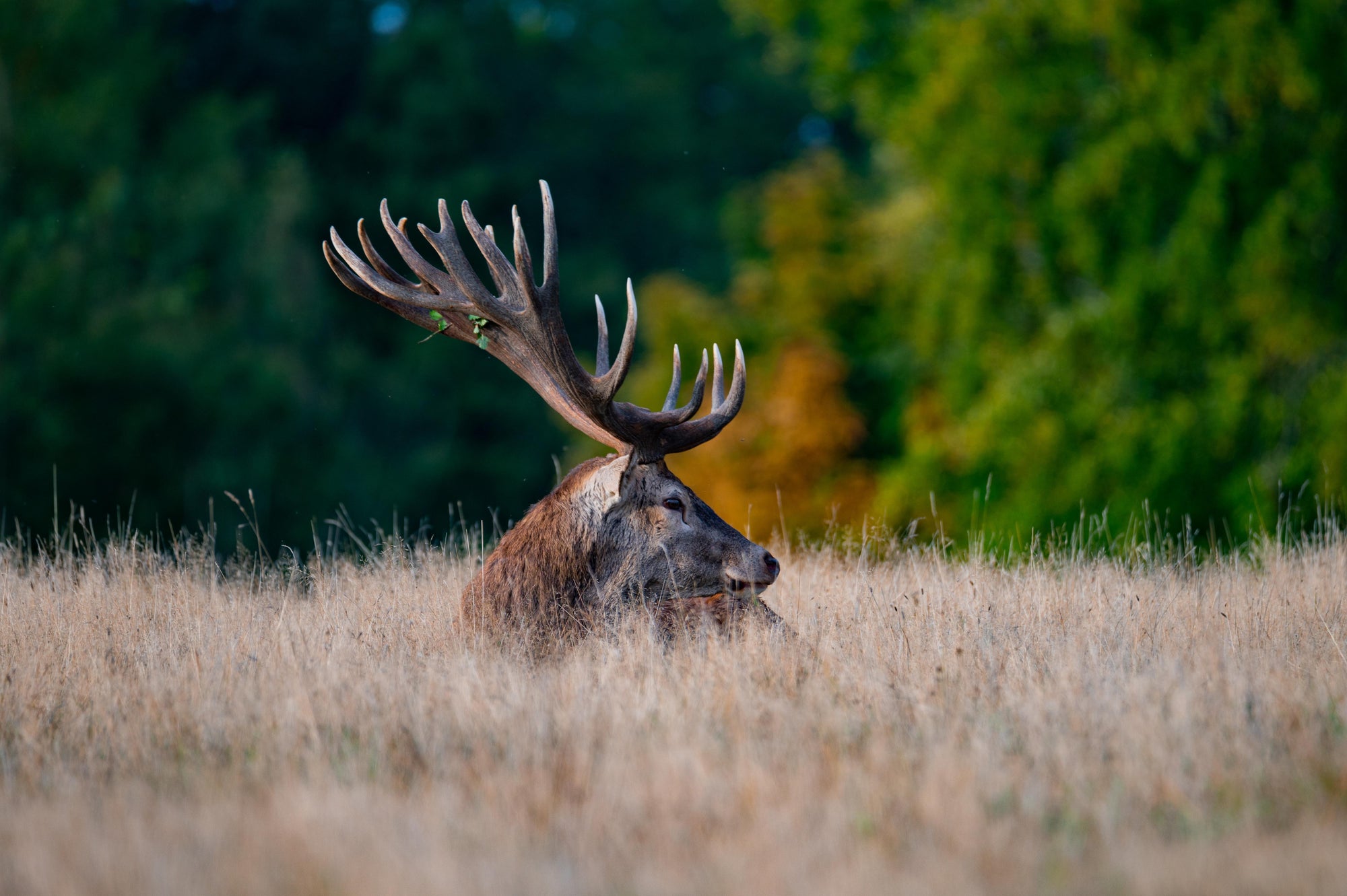 A majestic deer with large antlers sits peacefully in a sunlit field surrounded by tall grass. - Jeff's Specialty Sports