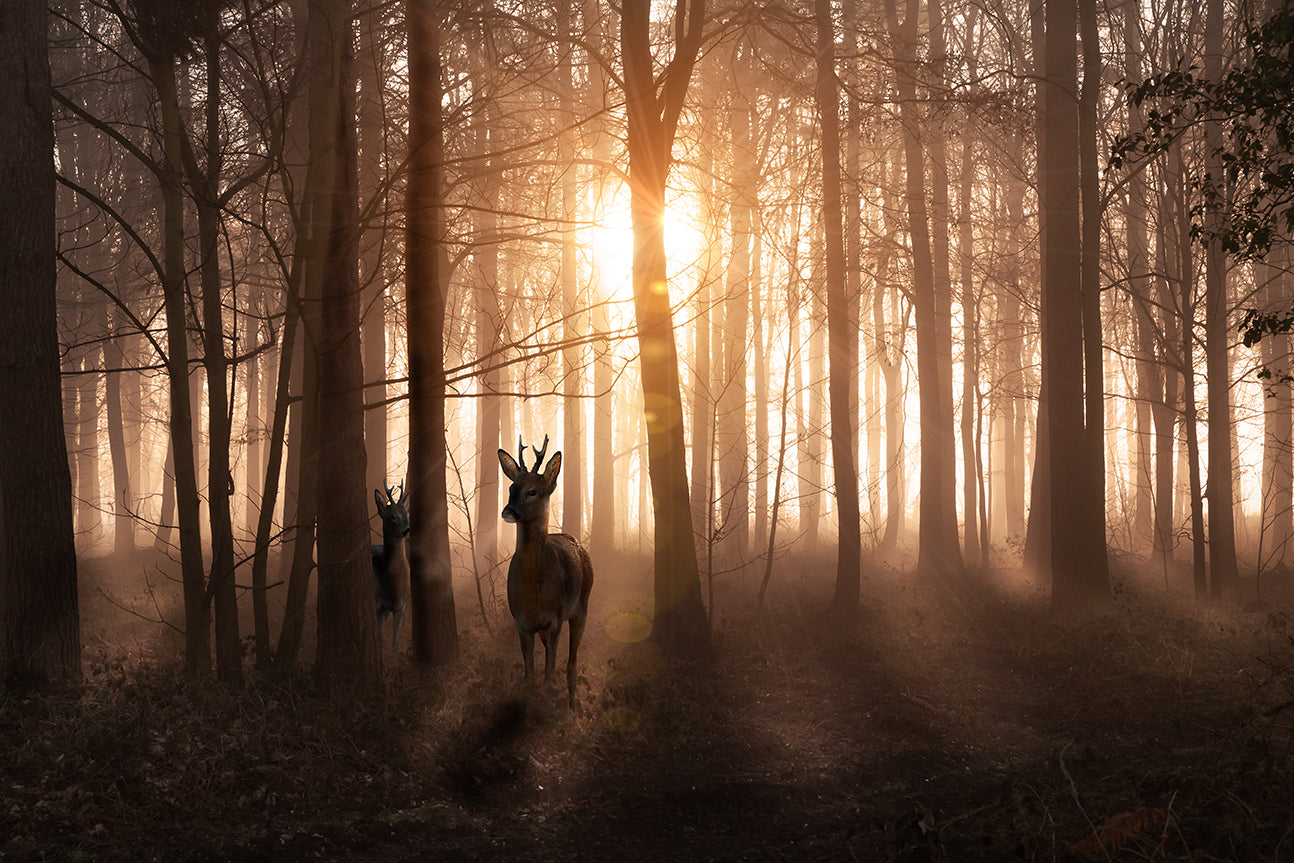 Two deer in a misty forest at sunrise. Sunlight filters through tall trees, casting long shadows and creating a serene, golden atmosphere.